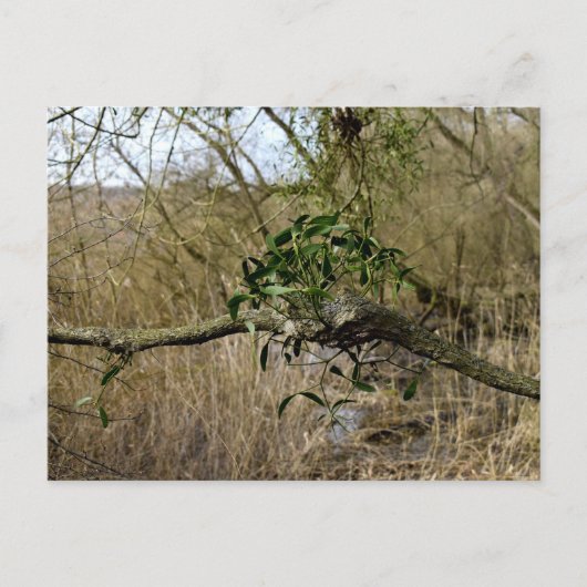 Mistletoe Briefkaart (Voorkant)