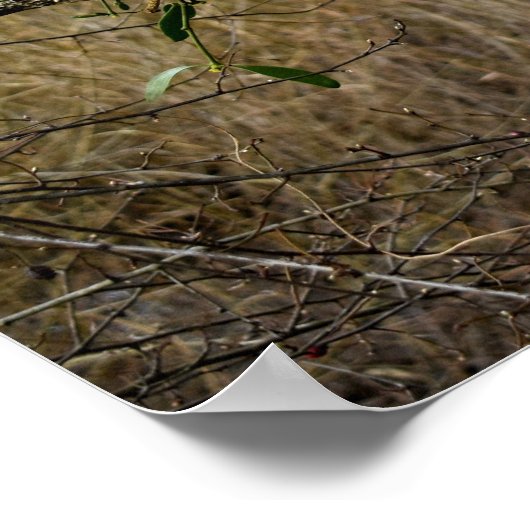 Mistletoe Poster (Hoek)