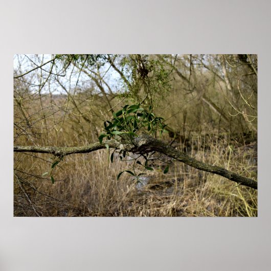 Mistletoe Poster (Voorkant)