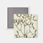 Mistletoe uit 'A Curious Herbal', 1782 Magneet (Voorkant / Achterkant)