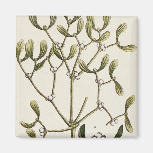 Mistletoe uit 'A Curious Herbal', 1782 Magneet (Voorkant)