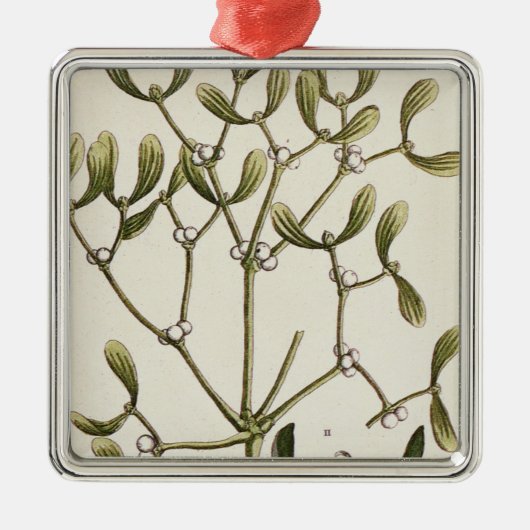 Mistletoe uit 'A Curious Herbal', 1782 Metalen Ornament (Voorkant)