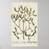 Mistletoe uit 'A Curious Herbal', 1782 Poster (Voorkant)