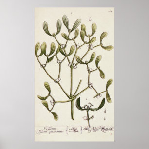 Mistletoe uit 'A Curious Herbal', 1782 Poster