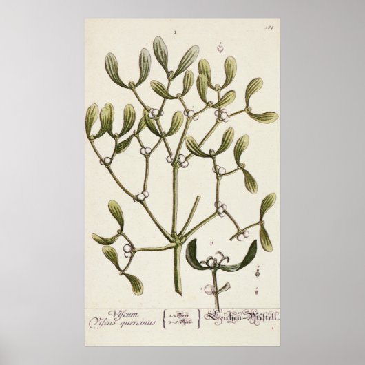 Mistletoe uit 'A Curious Herbal', 1782 Poster (Voorkant)