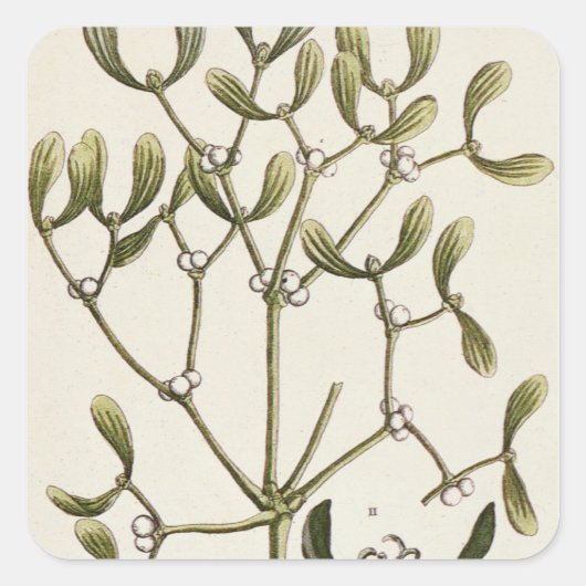 Mistletoe uit 'A Curious Herbal', 1782 Vierkante Sticker (Voorkant)