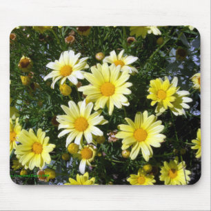 Misty (Agryranthemum) Muismat
