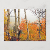 Misty Autumn Aspen Briefkaart (Voorkant)