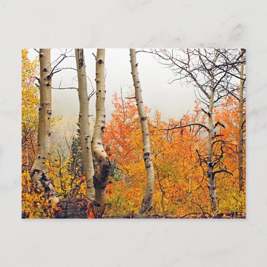 Misty Autumn Aspen Briefkaart (Voorkant)