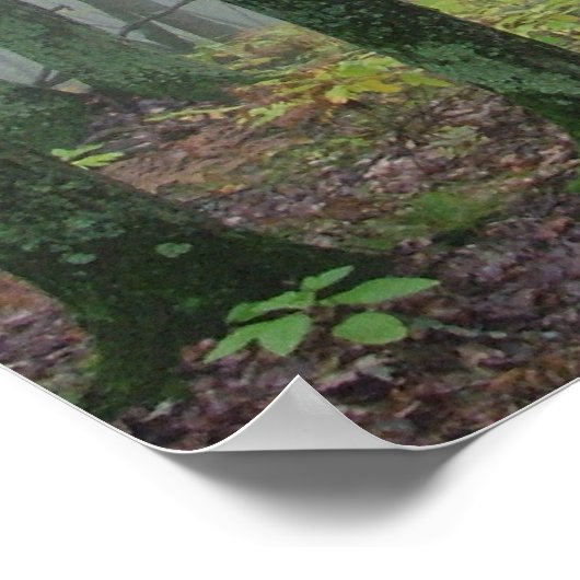 Misty bossen poster (Hoek)