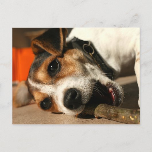 Misty - Briefkaart met kauwoog (Voorkant)