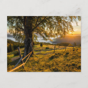 Misty Dawn in een bos Briefkaart