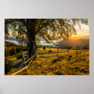Misty Dawn in een bos Poster