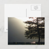 Misty Fir Tree bij Shasta Dam Briefkaart (Voorkant / Achterkant)