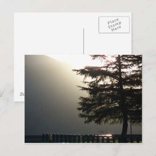 Misty Fir Tree bij Shasta Dam Briefkaart (Voorkant / Achterkant)