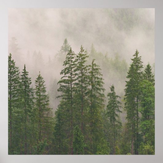 Misty Foggy Forest Bomen Poster (Voorkant)