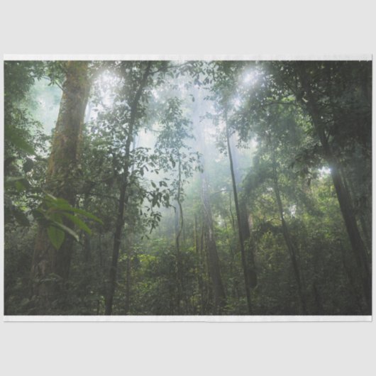 Misty Forest Decoupage Tissuepapier (Voorkant)