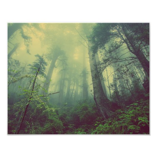 Misty Forest Foto Afdruk (Voorkant)