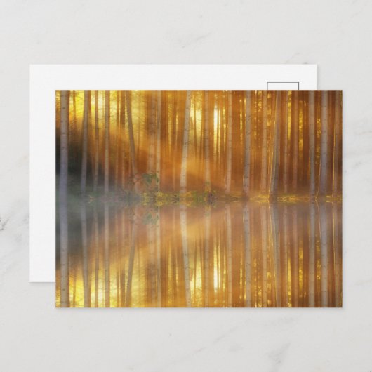 Misty Forest Scene Briefkaart (Voorkant / Achterkant)