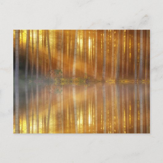 Misty Forest Scene Briefkaart (Voorkant)