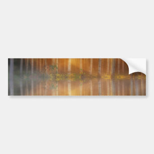 Misty Forest Scene Bumpersticker