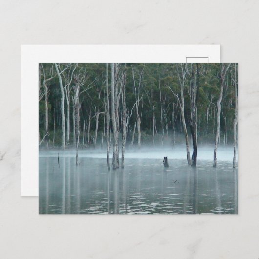 Misty Gumtree Briefkaart (Voorkant / Achterkant)