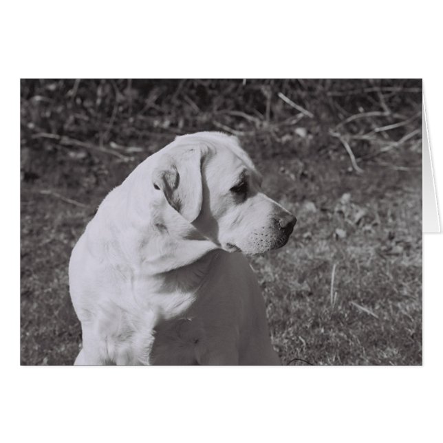 Misty II (Voorkant Horizontaal)