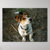 Misty in Bossen Poster (Voorkant)