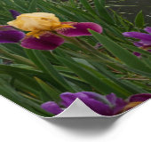 Misty Lake Swans Water Lilies Nature Art Poster (Hoek)