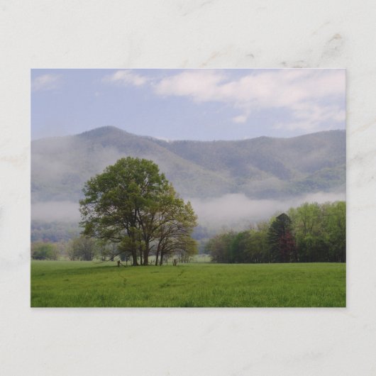 Misty meadow en Rich Mountain, Cades Cove, Briefkaart (Voorkant)