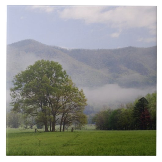 Misty meadow en Rich Mountain, Cades Cove, Tegeltje (Voorkant)