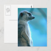 Misty Meerkat Briefkaart (Voorkant / Achterkant)
