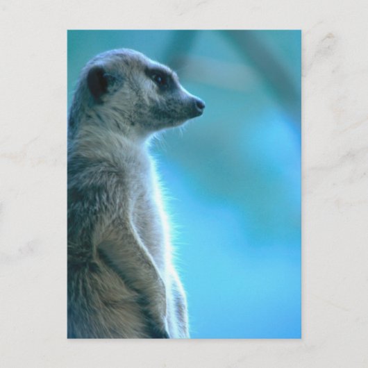 Misty Meerkat Briefkaart (Voorkant)
