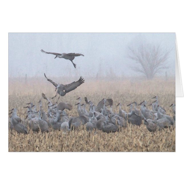 Misty Morning Nebraska Landing (Voorkant Horizontaal)