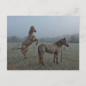 Misty ochtend briefkaart (Voorkant)