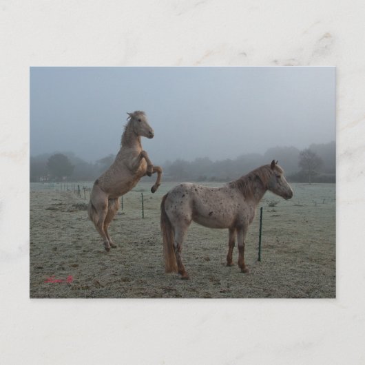 Misty ochtend briefkaart (Voorkant)