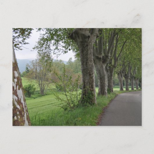 Misty ochtend in Provence Briefkaart (Voorkant)
