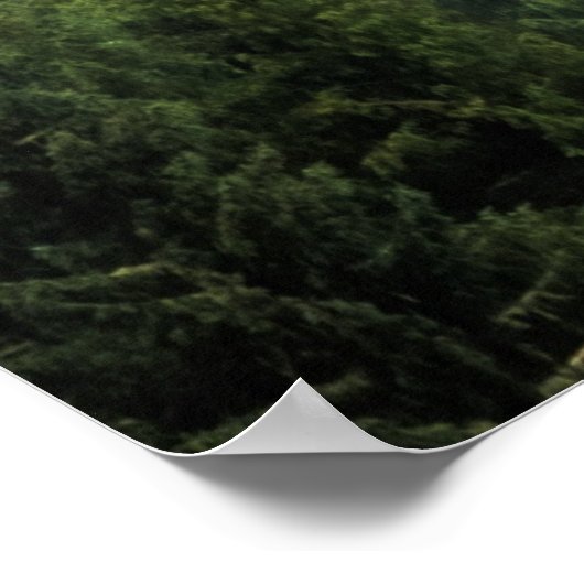 Misty pine trees forest landschap poster (Hoek)