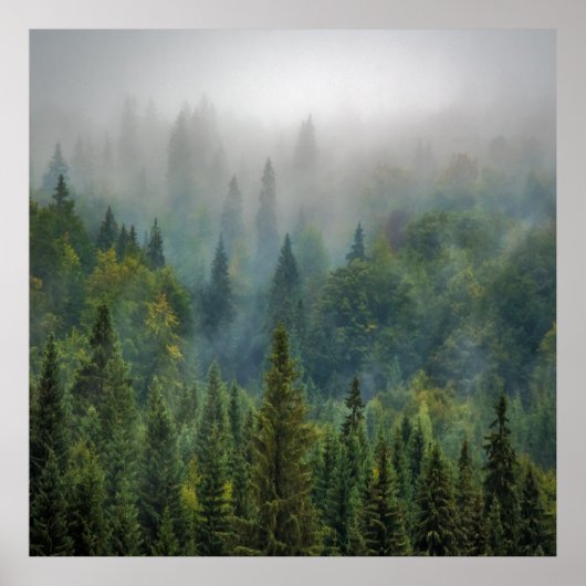 Misty pine trees forest landschap poster (Voorkant)