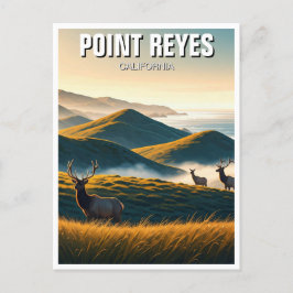 Misty Point Reyes National Seashore Elk Briefkaart
