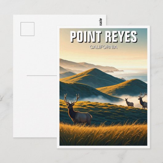Misty Point Reyes National Seashore Elk Briefkaart (Voorkant / Achterkant)