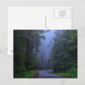 Misty Redwood National Park Briefkaart (Voorkant / Achterkant)