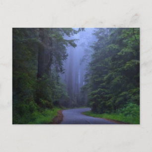Misty Redwood National Park Briefkaart