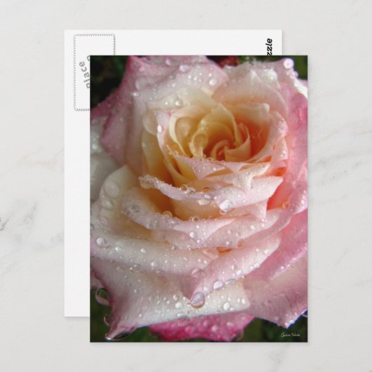 Misty Roos Briefkaart (Voorkant / Achterkant)