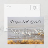 Misty Sandhill Cranes, Bosque del Apache Briefkaart (Voorkant / Achterkant)