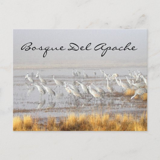 Misty Sandhill Cranes, Bosque del Apache Briefkaart (Voorkant)