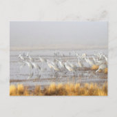 Misty Sandhill Cranes Briefkaart (Voorkant)