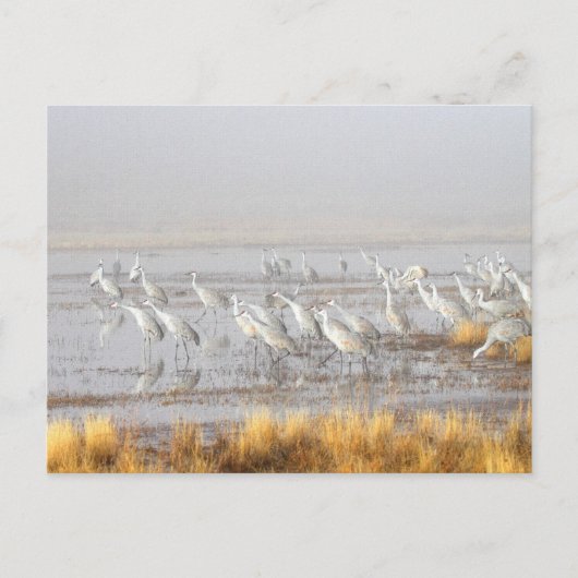 Misty Sandhill Cranes Briefkaart (Voorkant)