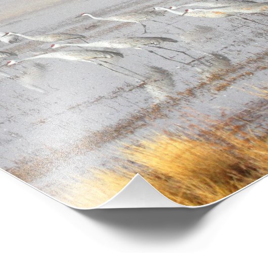 Misty Sandhill Cranes Foto Afdruk (Hoek)