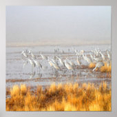 Misty Sandhill Cranes Poster (Voorkant)
